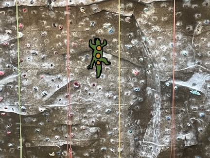 Gecko on the climbing wall